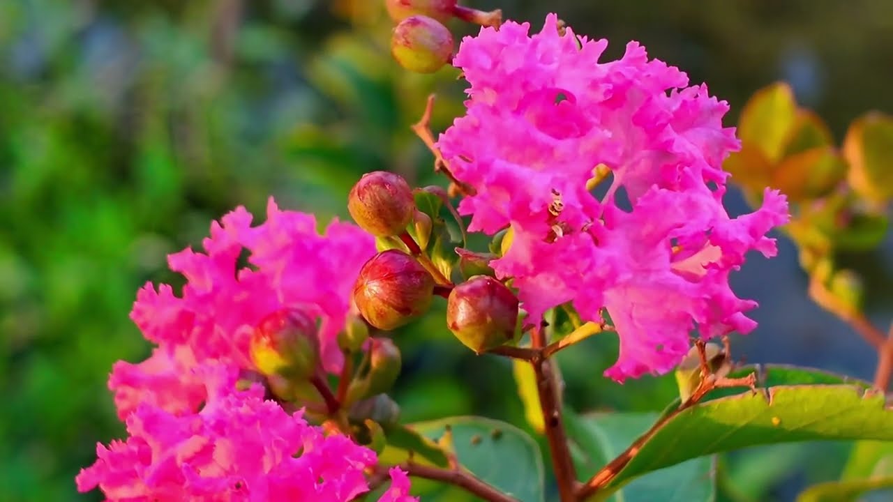 Relaxing music melodies are gentle and peaceful to help relieve stress, music for relaxation