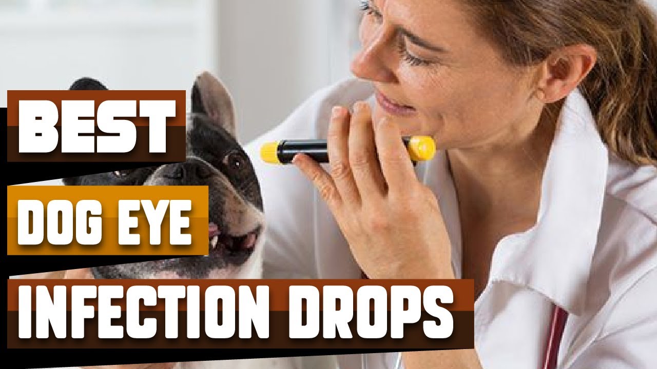 Best Dog Eye Infection Drop In 2026 - Top 10 Dog Eye Infection Drops Review