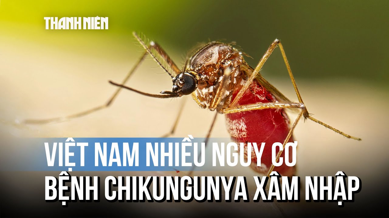 Việt Nam nhiều nguy cơ bệnh chikungunya xâm nhập, lây lan nhanh