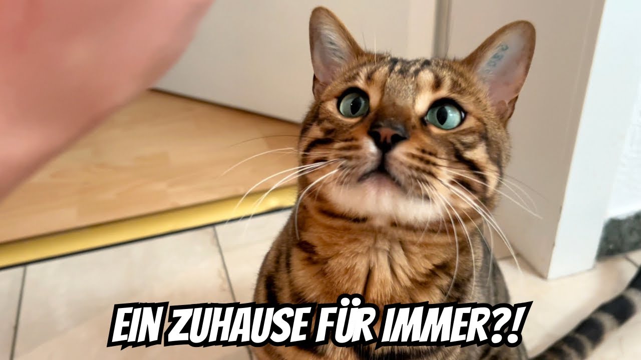 Ein Bengal Kater zieht ein.. es ist jetzt fast ein Jahr her -Rückblick