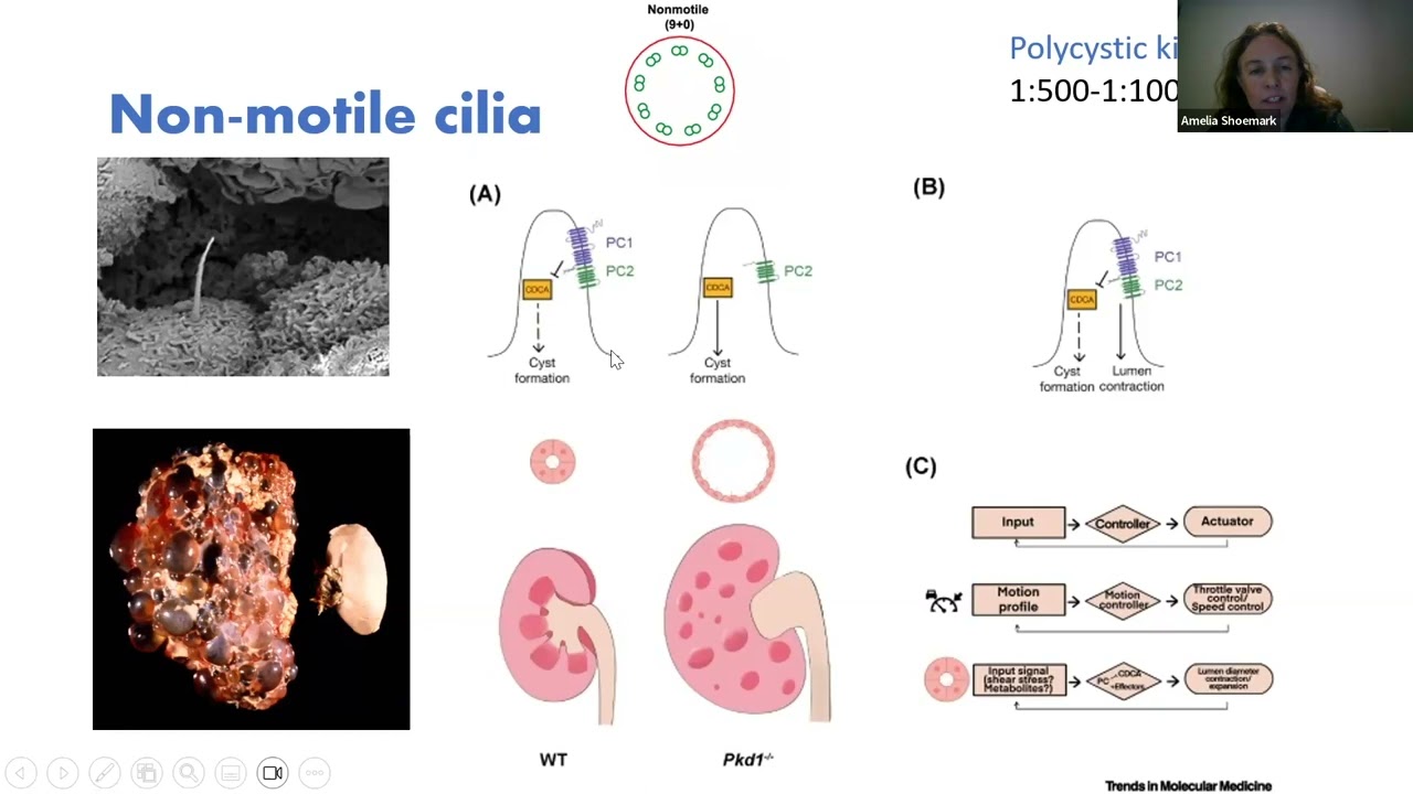 Amelia Shoemark - Cilia and Ciliopathies