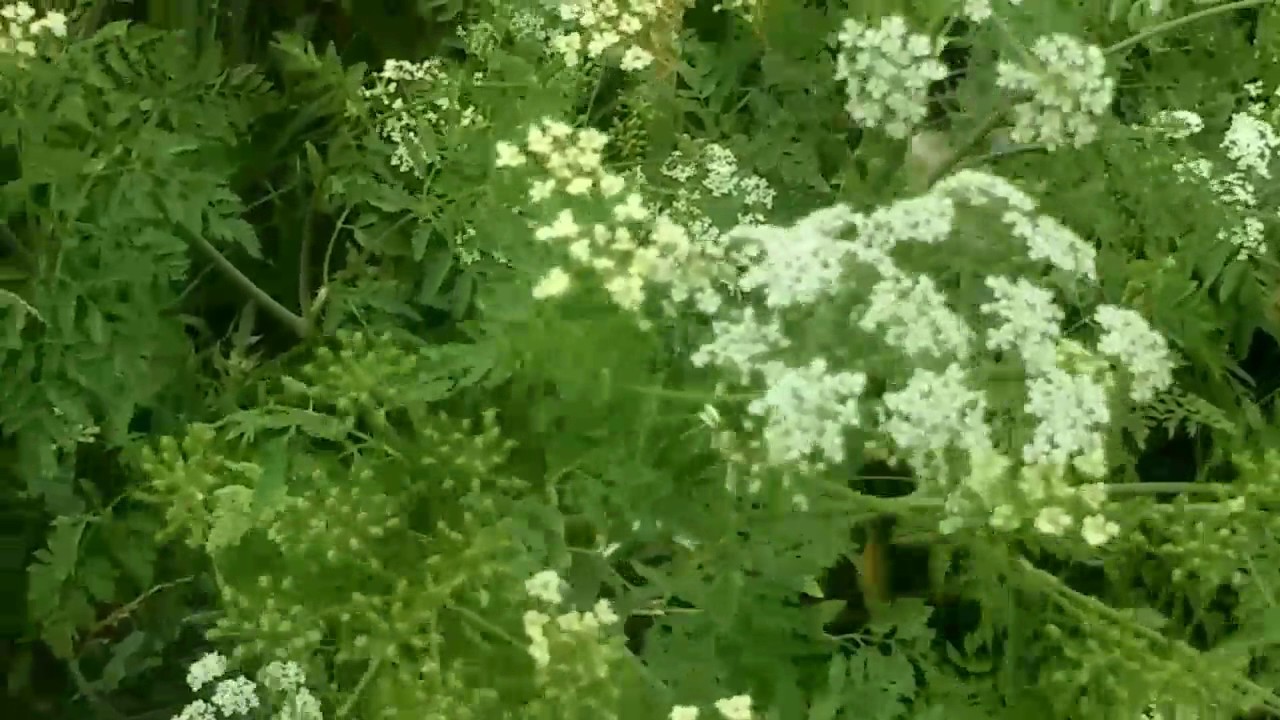 Hedge parsley/water hemmlock