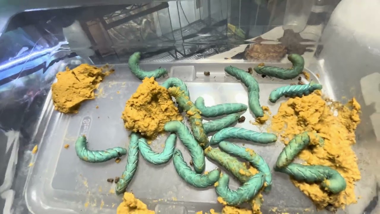 HOW TO BREED HORNWORMS PT 1 (Plus Update)