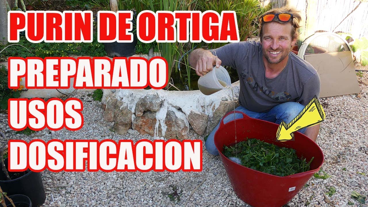 Como Hacer PURIN de ORTIGA  Usos del PURIN de ORTIGA y  Dosificacion del PURIN de ORTIGA