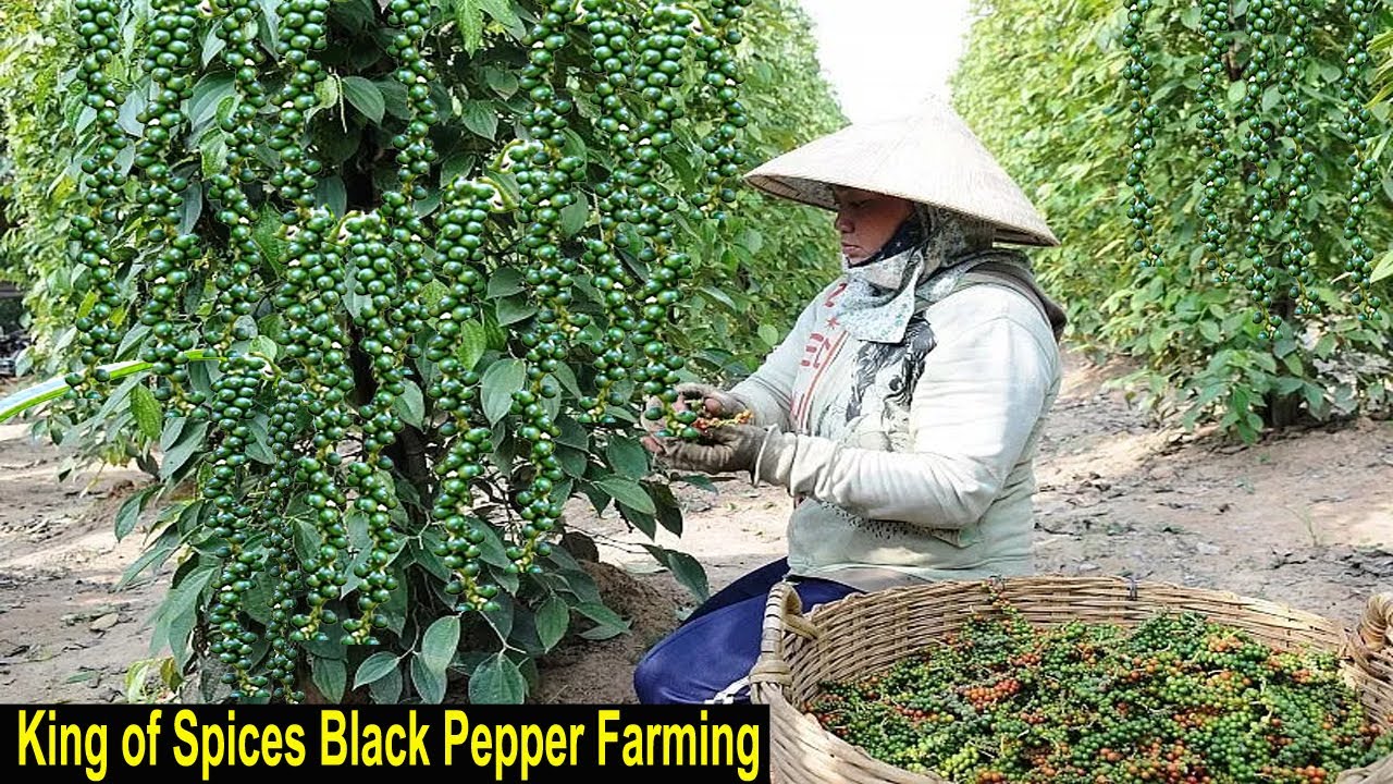Black Pepper Farming - How to Start a Business Ground Pepper Farm - King of Spices
