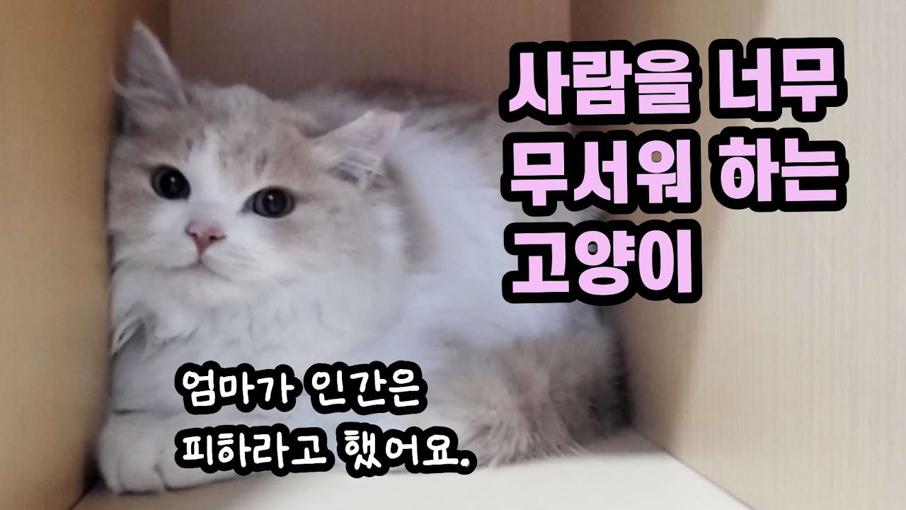 마음을 열지 않는 길냥이 입양