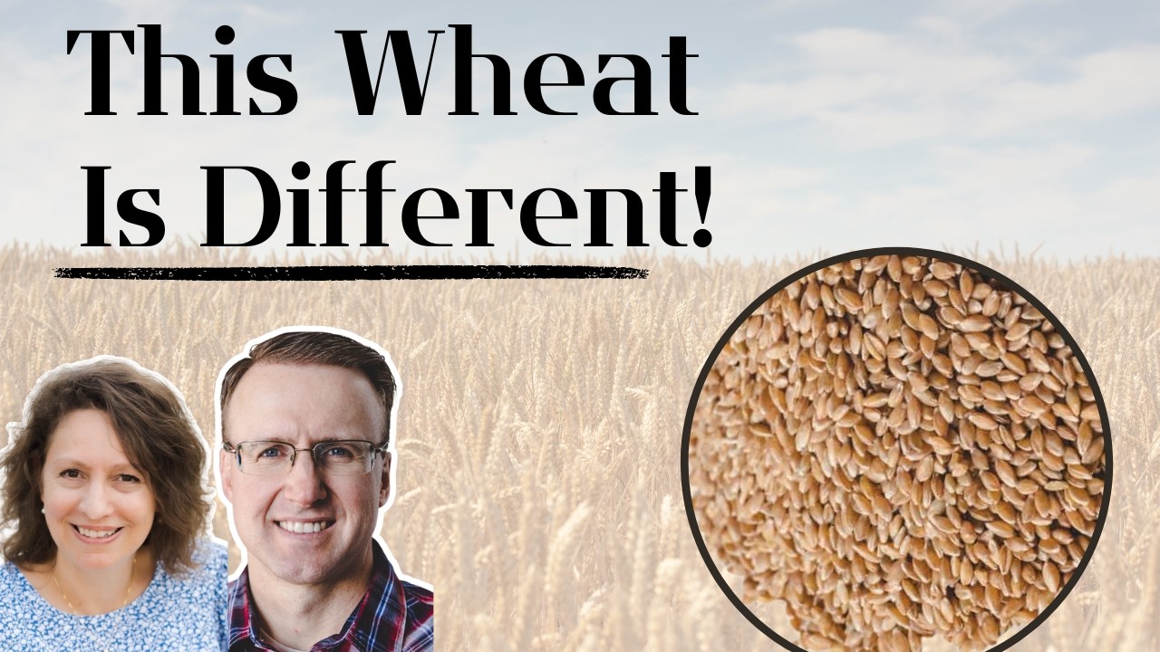 The Grain Industry Doesn’t Talk About This: Ancient Einkorn & Regenerative Farming #freshmilledflour