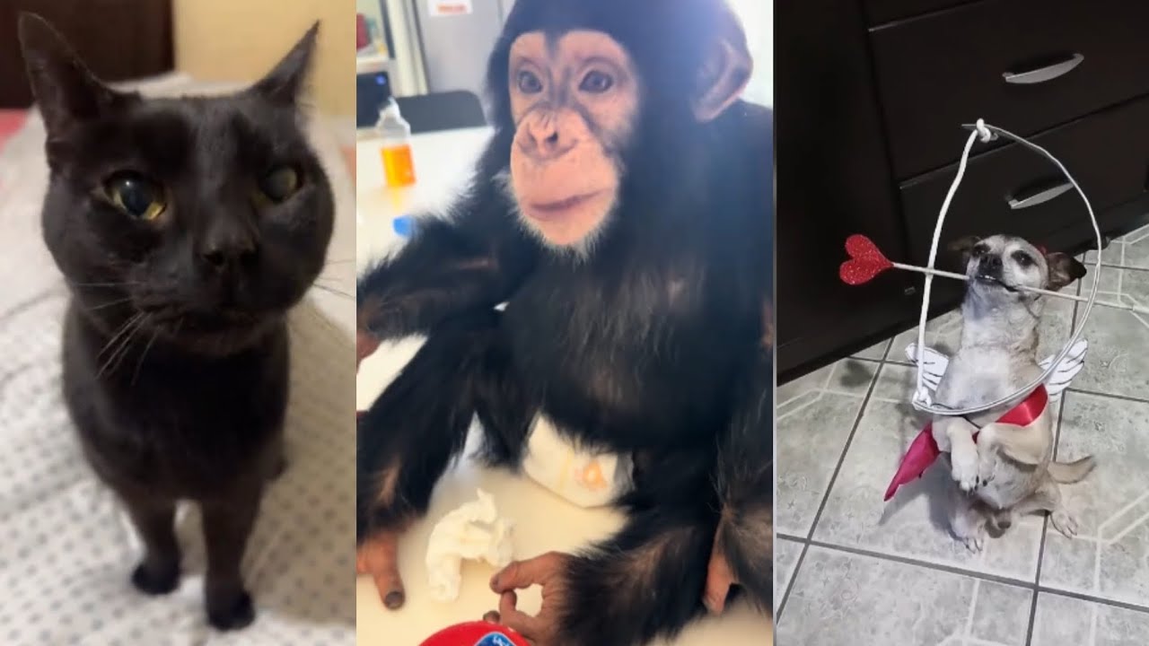 ★Funny and cute animals/ Animalitos tiernos y lindos★ (parte 7)
