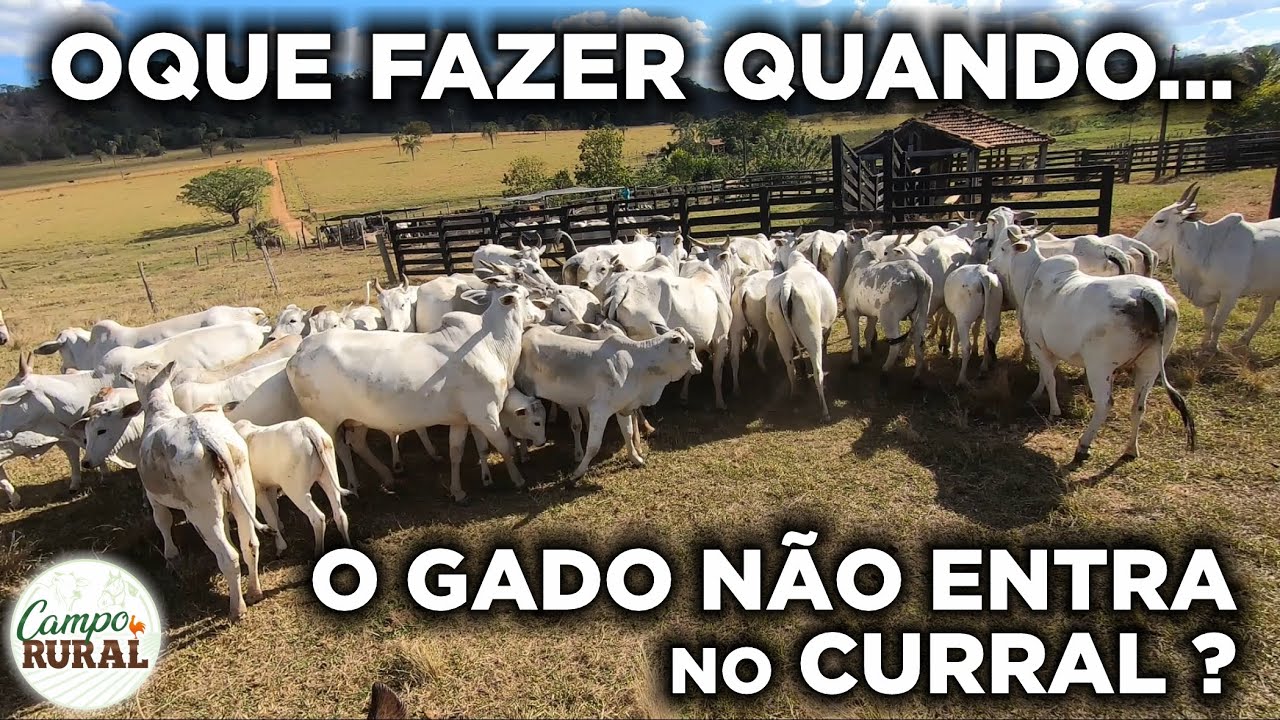 OQUE FAZER QUANDO O GADO NÃO ENTRA NO CURRAL? MANEJO DE VACAS NELORE