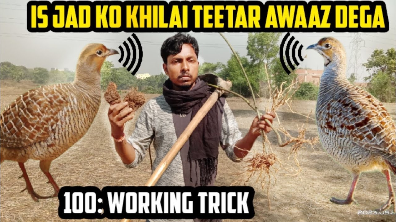 इस जड़ को खिलाइए जल्दी-जल्दी आवाज देगा तितर 🔥 is jad ko khilaea bahut jyada Awaaz dega teetar 🐥💯