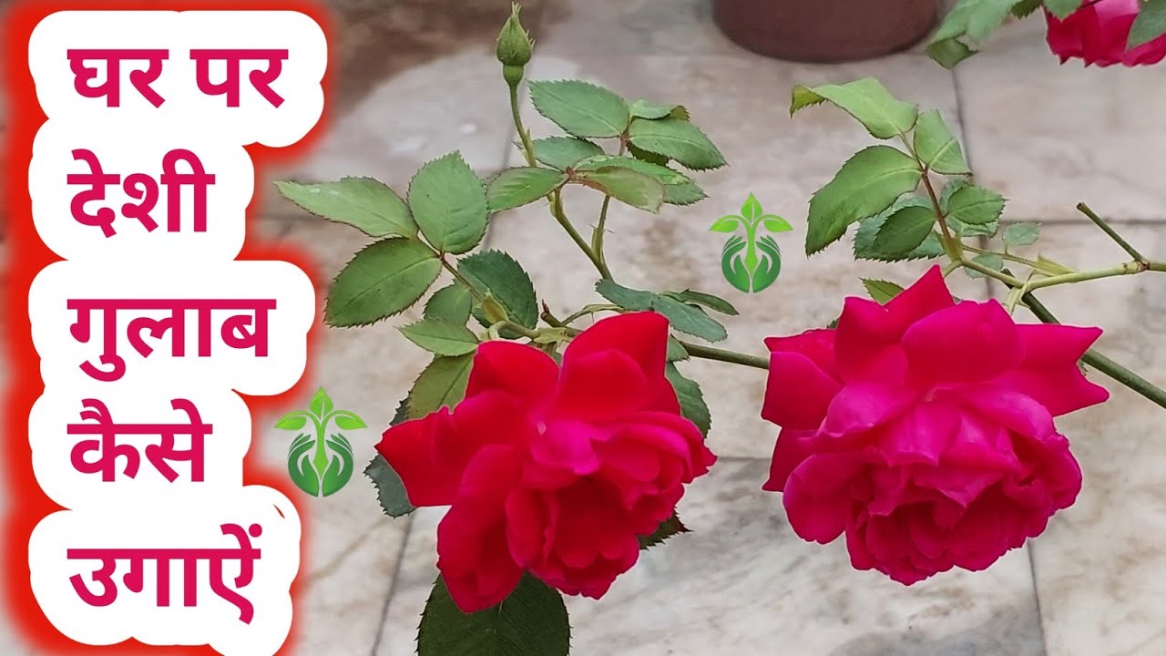 घर पर देशी गुलाब कैसे उगाऐं.How To Grow Rose Plant From Cuttings.Rose plant growing tips.Gulab kalam