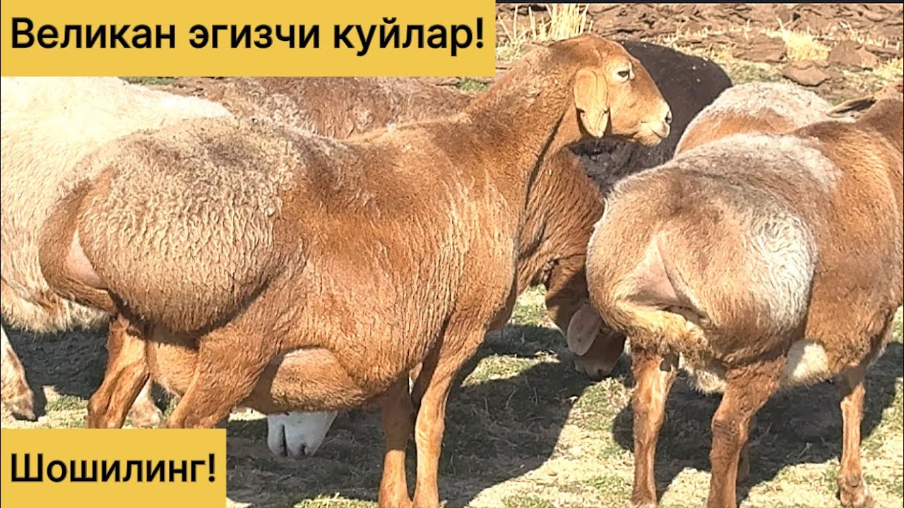 Великан эгизчи куйлар! 991609840☎️ 914519840☎️