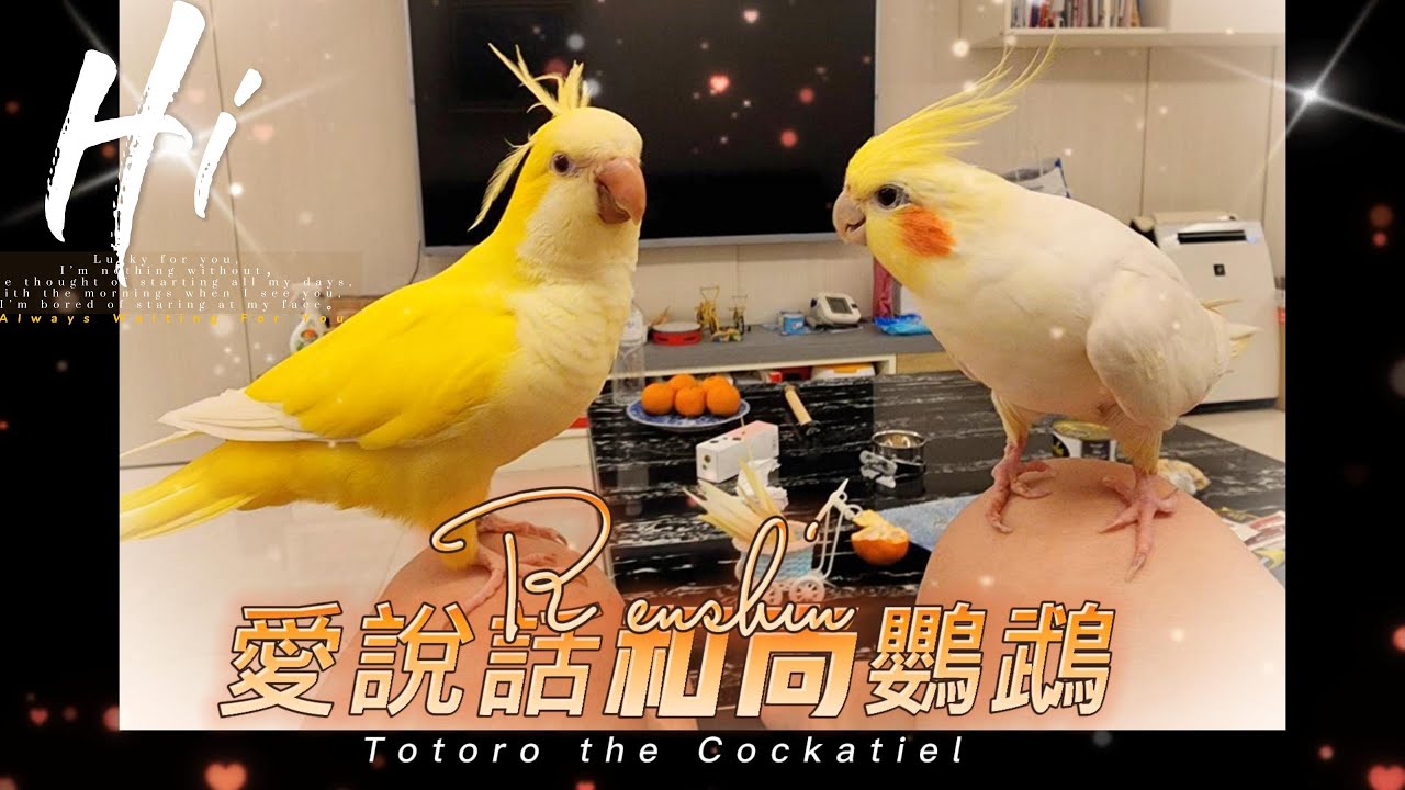 愛說話的和尚鸚鵡任信~ Monk Parakeet Renshin Talking～