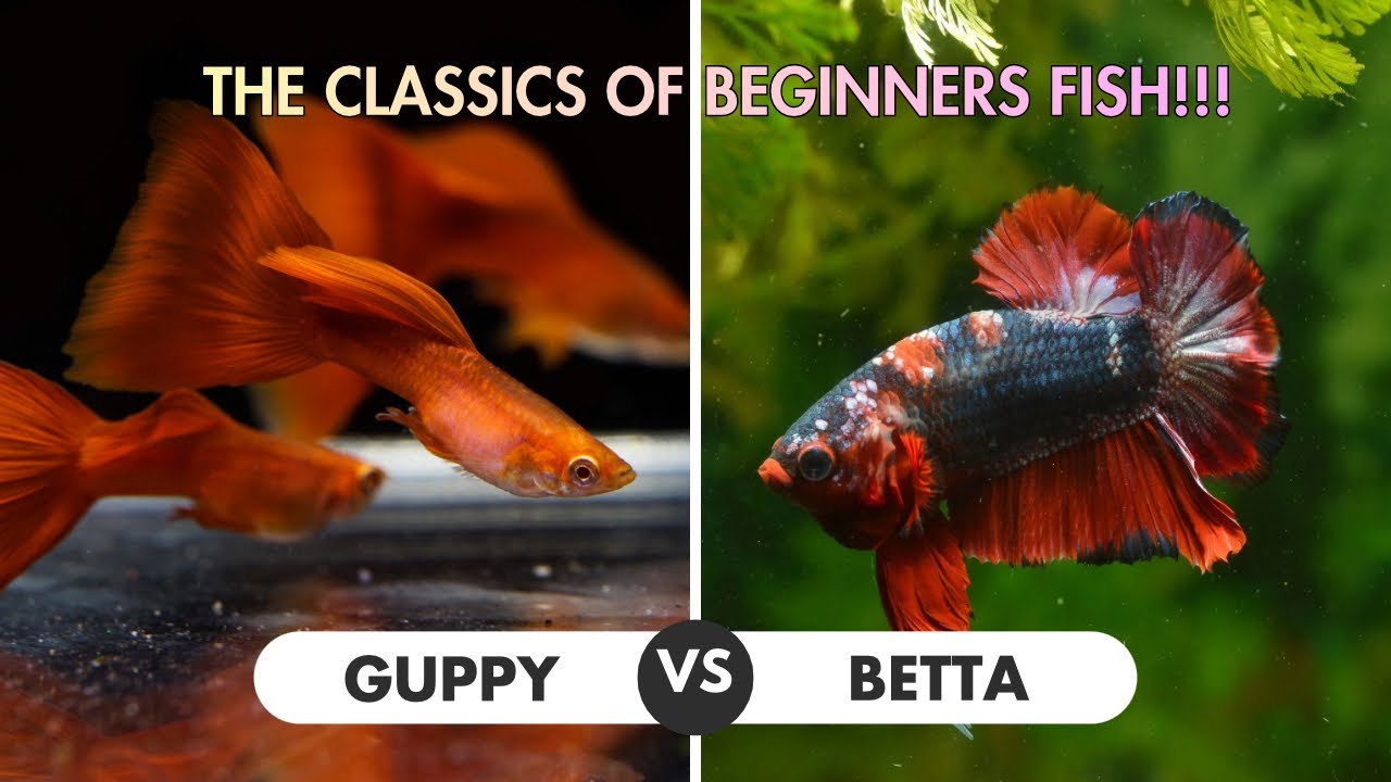 EPIC BATTLE OF THE CLASSIC BEGINNERS FISH!!!!…. GUPPY VS BETTA