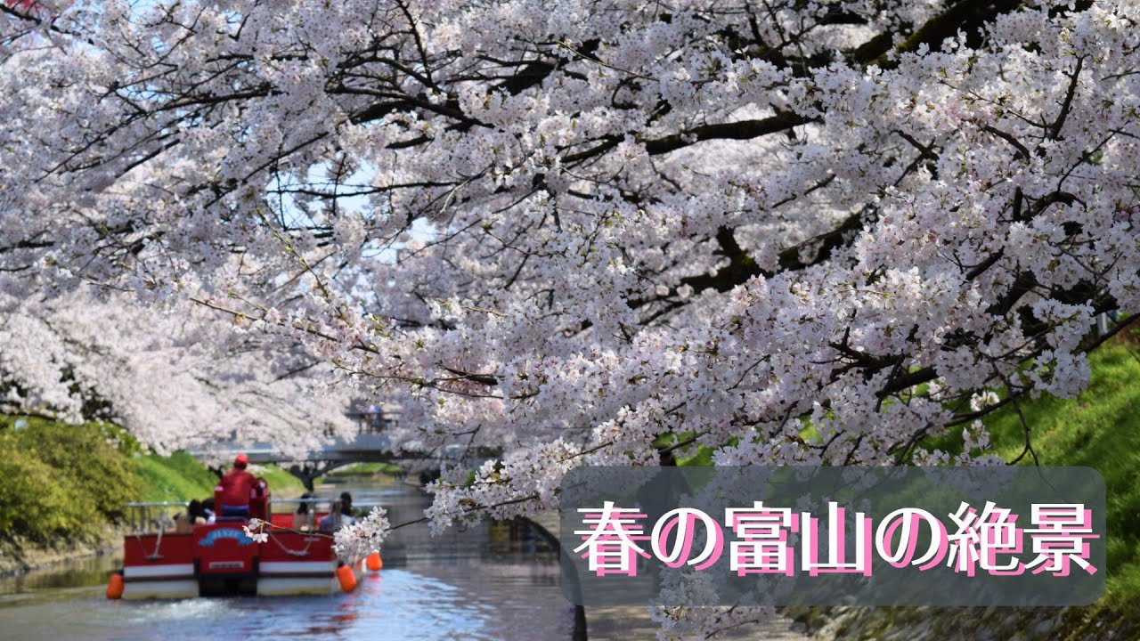 【春の富山の絶景】日本さくらの名所100選『松川』の桜並木と遊覧船をドローンで4K空撮♪