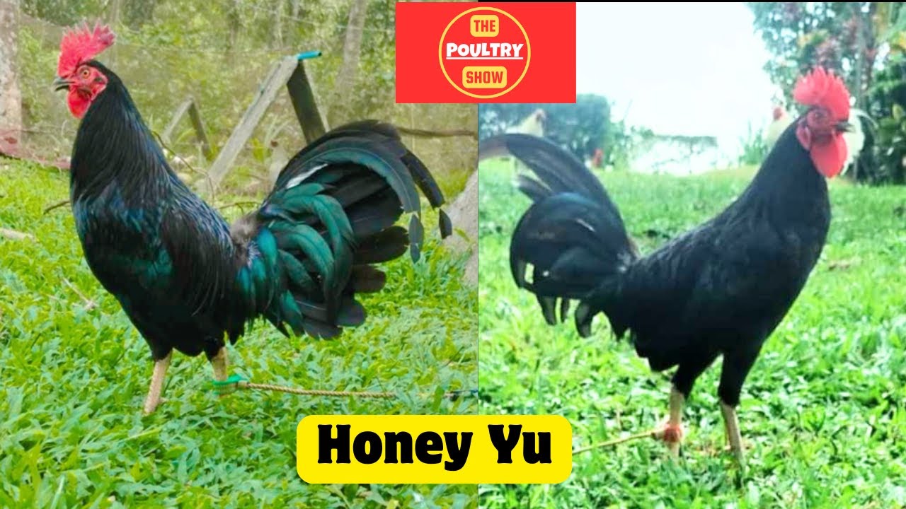 PCCI San Pablo Expo | Honey Yu