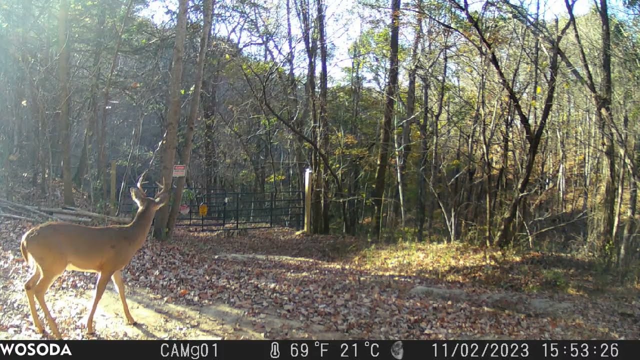 Whitetail Buck, 8 Point, listening to our dogs at BNP Ranch