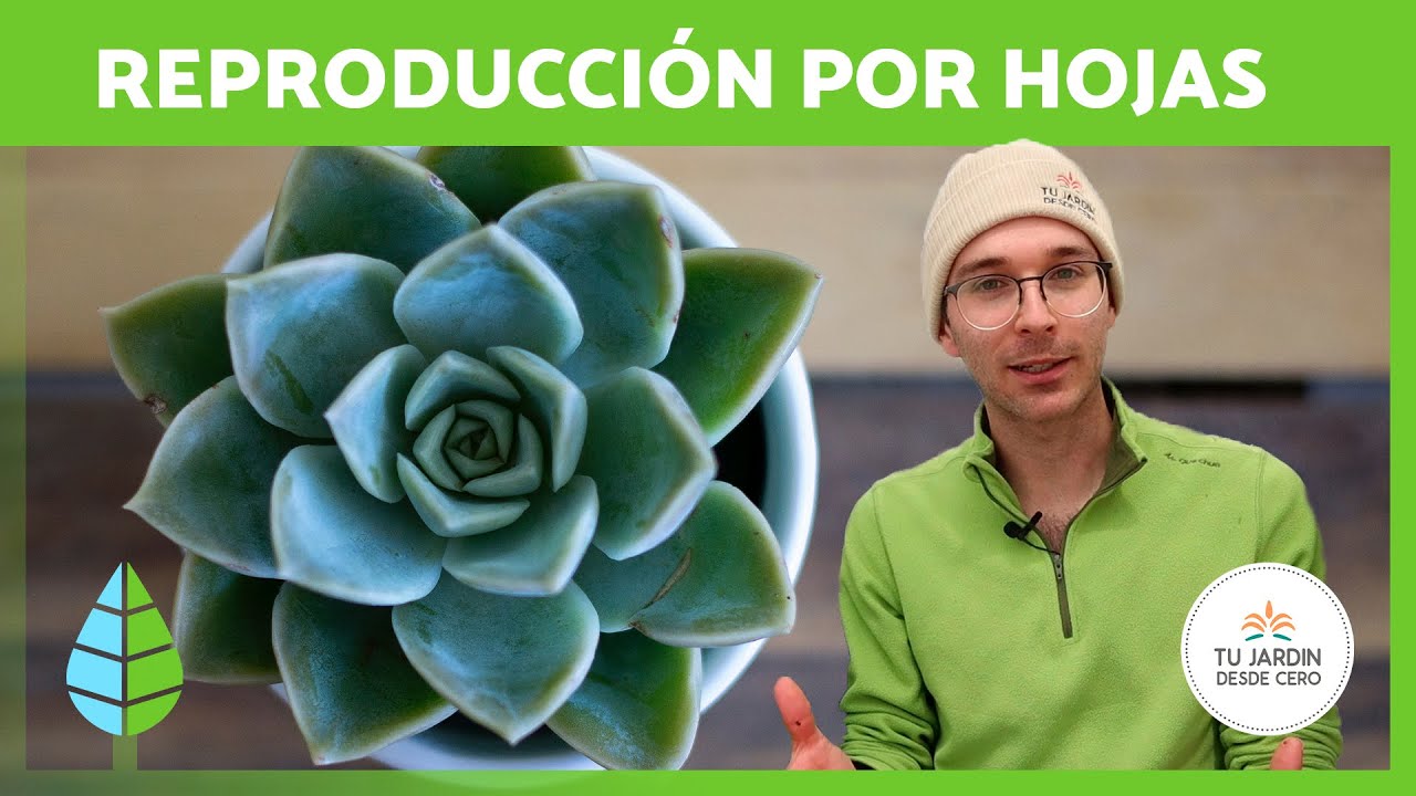 Cómo REPRODUCIR SUCULENTAS por HOJA 🌵✅  | Propagación Paso a Paso