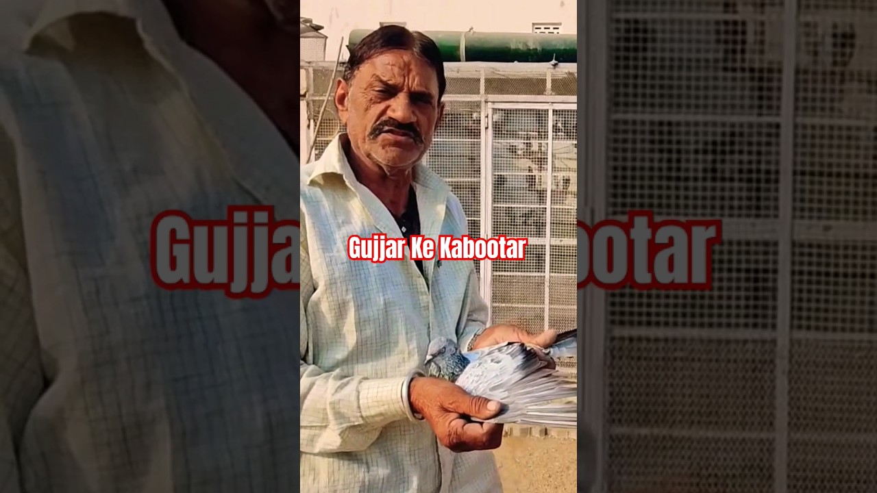 Bhure Bajre Kabootar Mohan Gujjar Ke Kabootar #kabootar #pigeons #shors #jaipurtonkpigeons