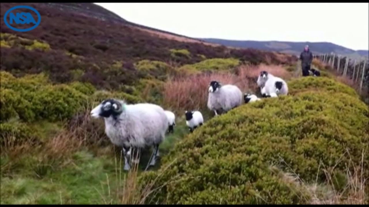 NSA Sheep Event 2014 video competition: Kath Birkenshaw