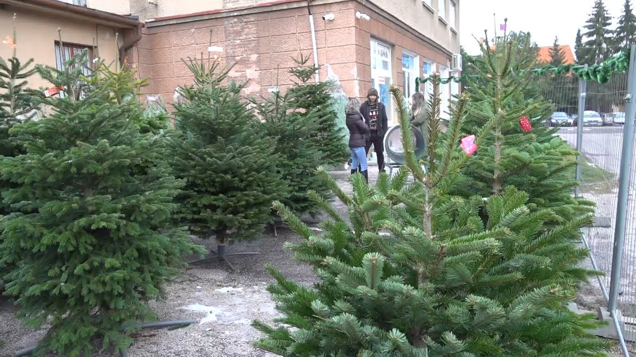 Živ&eacute; stromčeky aj v Handlovej