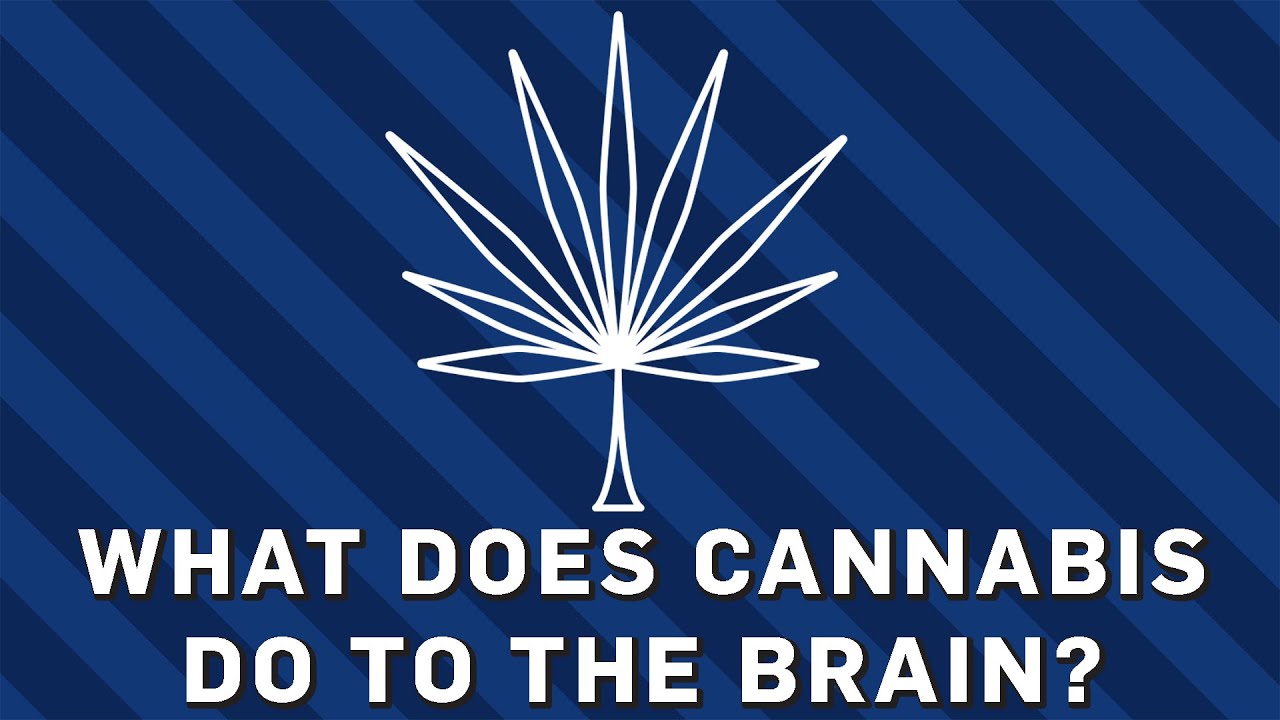 What Does Cannabis Do To The Brain? | Earth Science