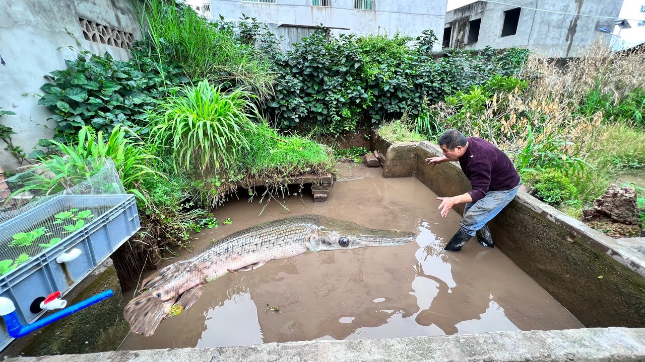 家里的鱼池出现鳄雀鳝，200条鲫鱼在池里，放千水看被它吃了多少？