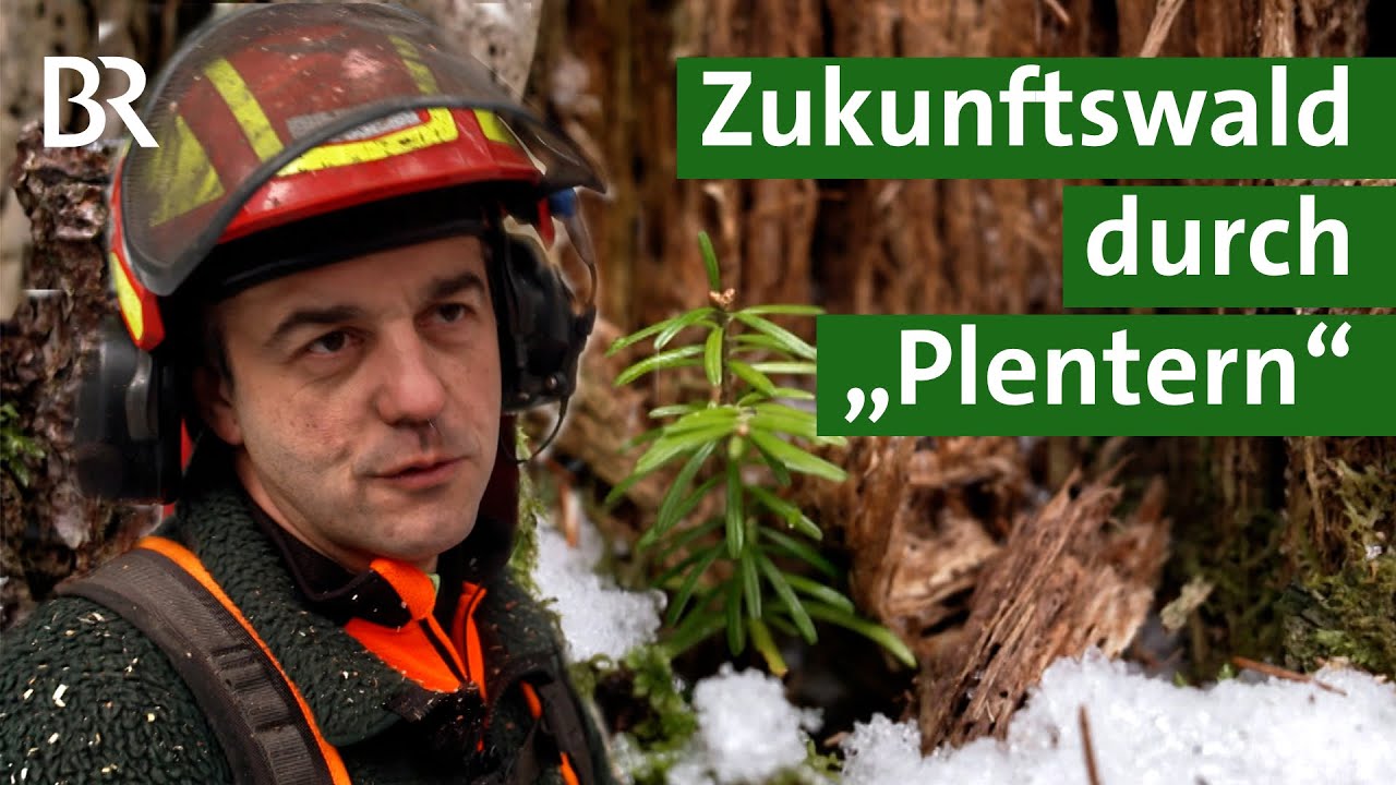 Plenterw&auml;lder im Allg&auml;u: Nachhaltige Waldbewirtschaftung aus Tradition | Forst | Unser Land | BR