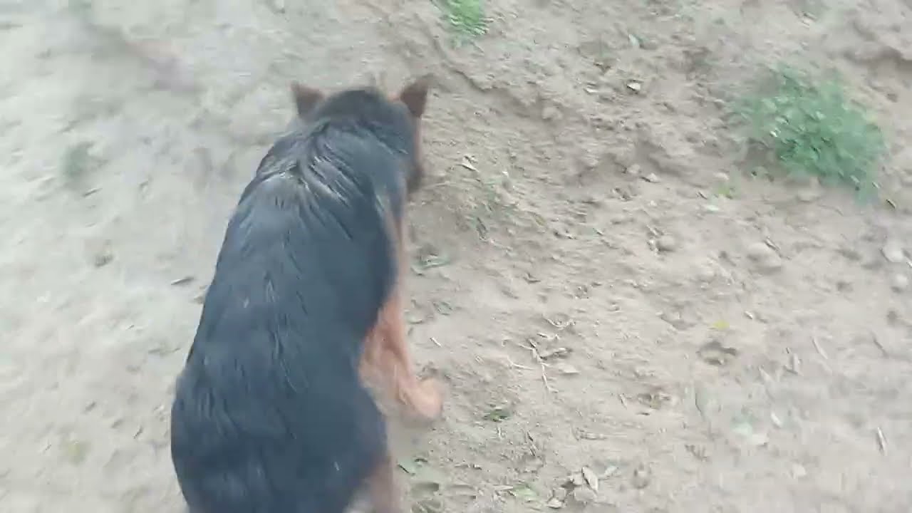German Shepherd Double Code Female Workout 