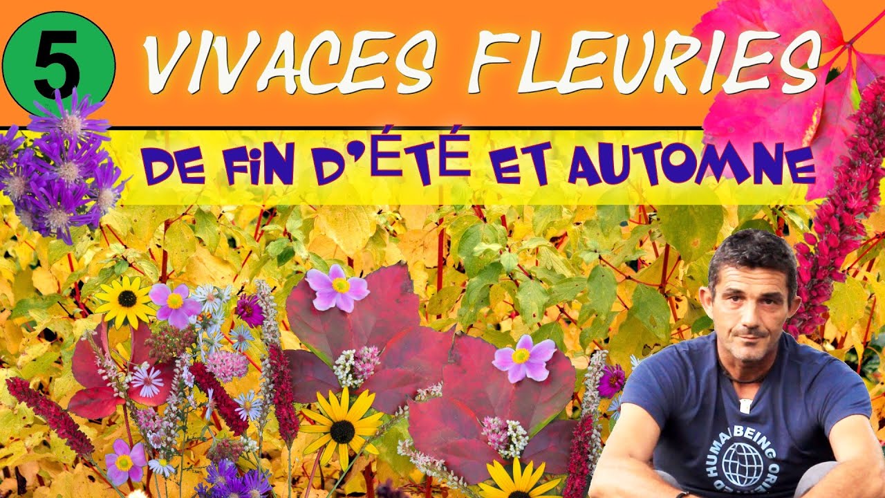 Superbes vivaces fleuries de fin d'été et d'automne - [5 superbes plantes pour fleurir la rentrée]