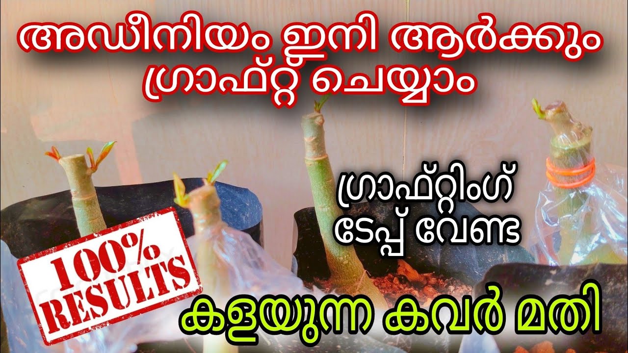 how to graft adenium plant in Malayalam|| ആർക്കും ചെയ്യാവുന്ന അഡീനിയം ഗ്രാഫ്റ്റിങ് ||    #adenium