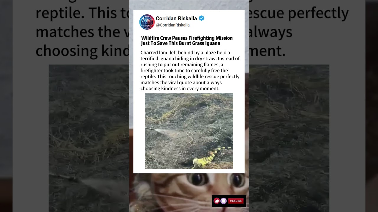 Wildfire Crew Pauses Firefighting Mission Just To Save This Burnt Grass Iguana#news