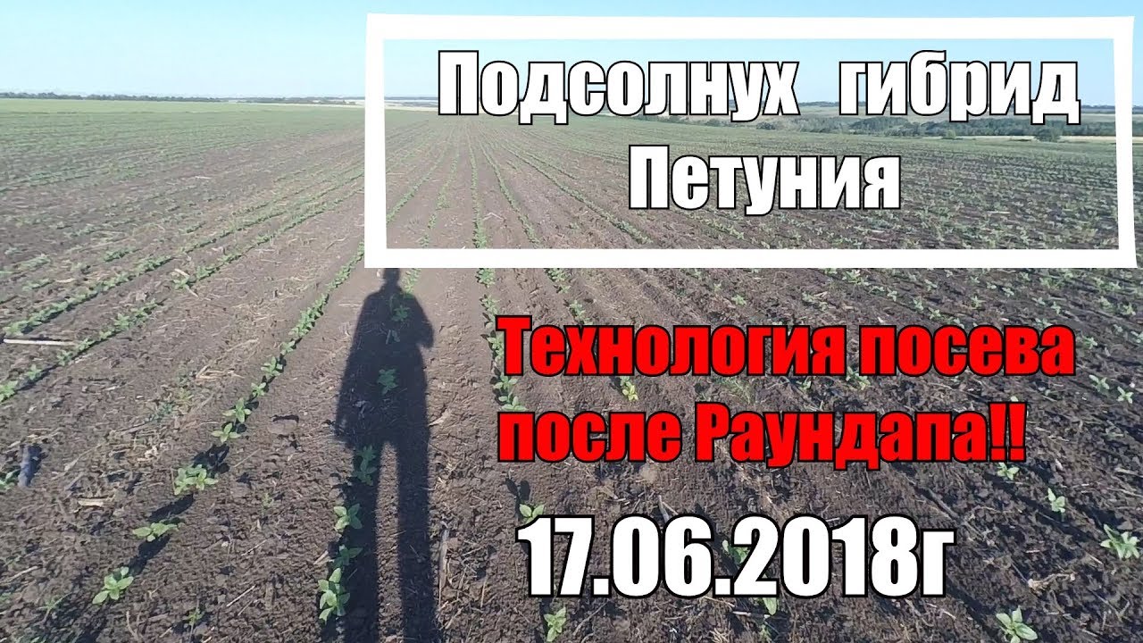Подсолнечник после Раундапа.