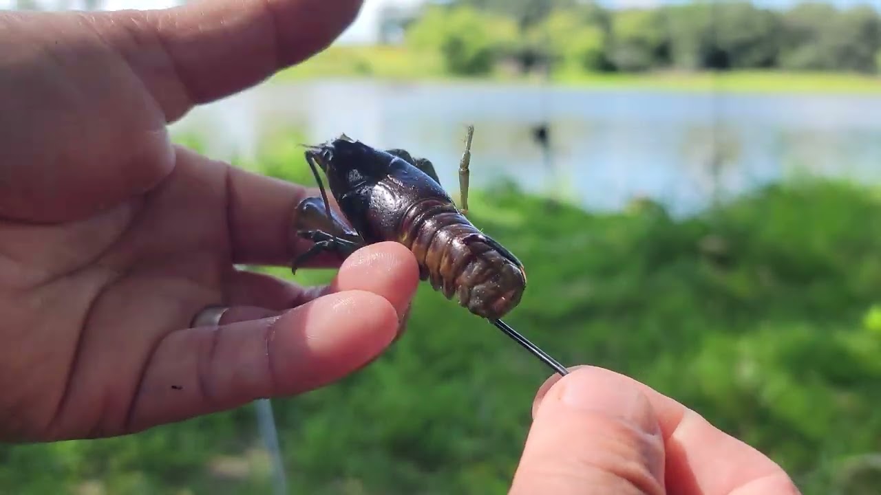 pescando con la mejor carnada