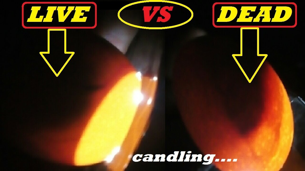 How can u decide chick is live or  dead // candling chicken eggs to notice chick is live or dead ...