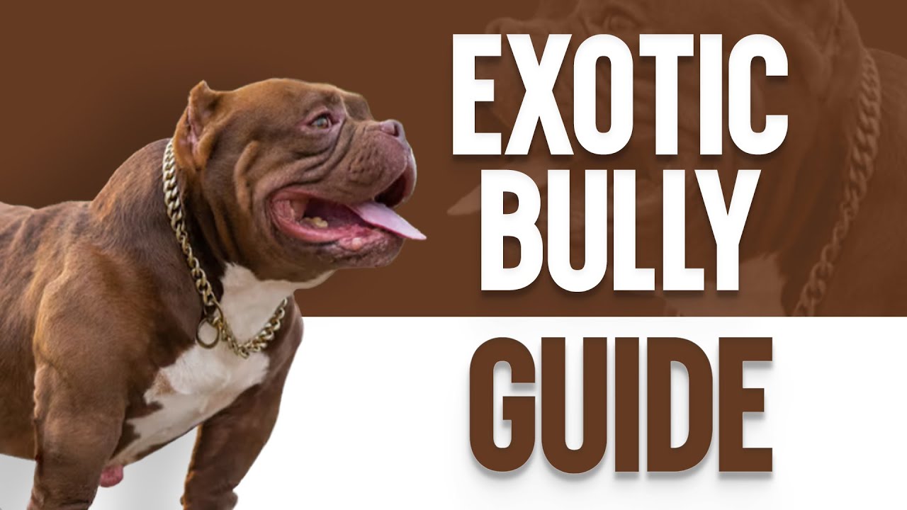 Exotic Bully – Полное руководство