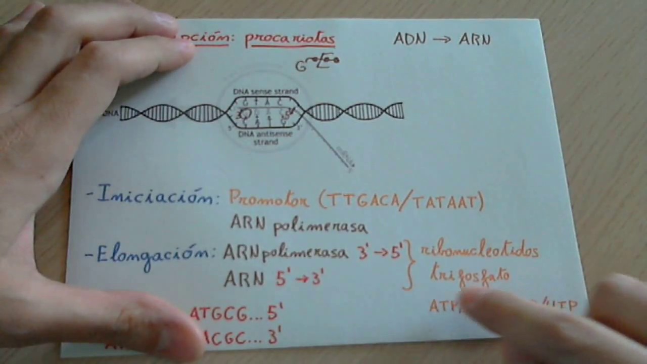 Transcripci&oacute;n del ADN en procariotas