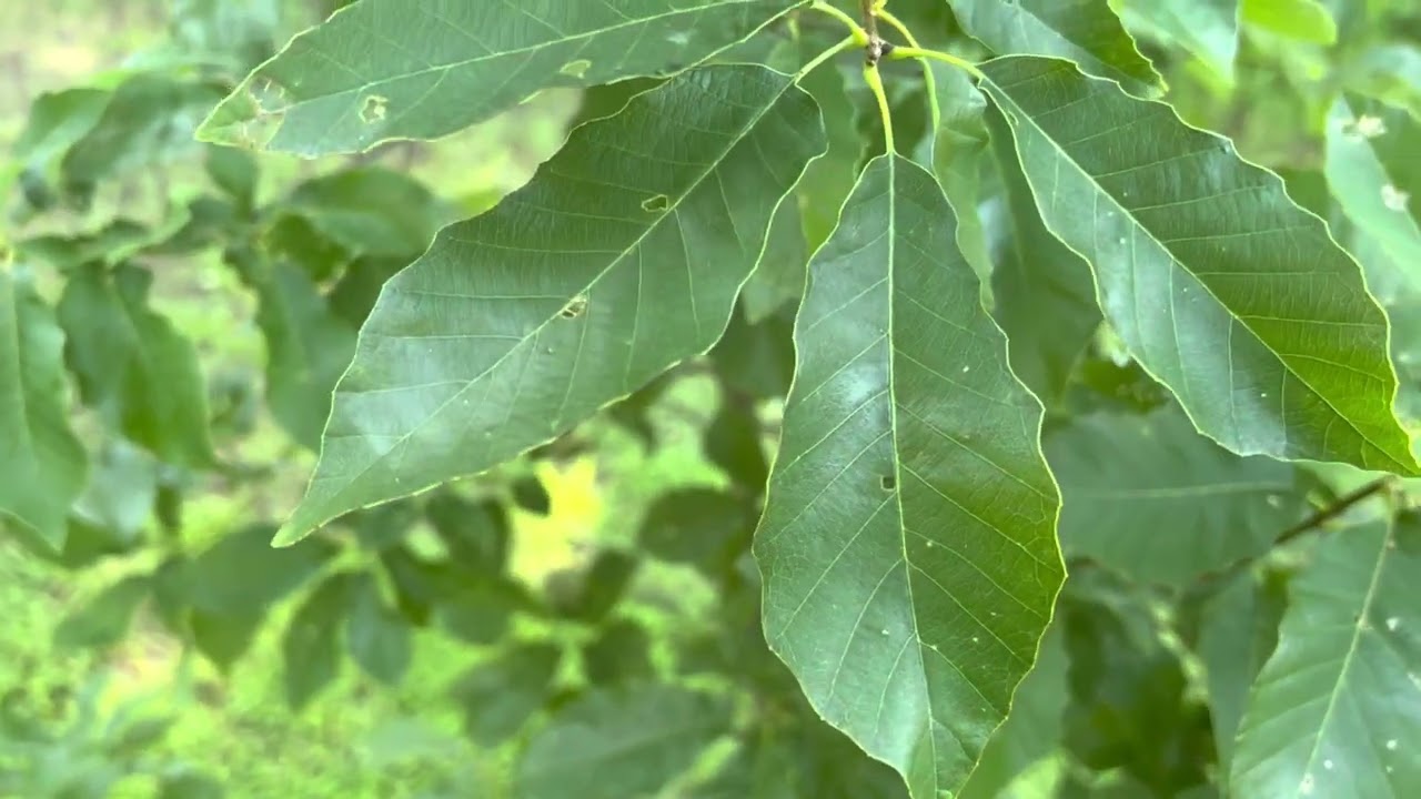 Chinquapin (Chinkapin) Oak - Quercus muehlenbergii - 10 year old tree producing acorns