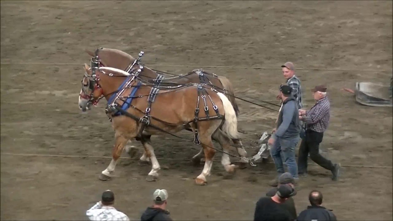Tire de chevaux ST-TITE 2019 sept petite classe