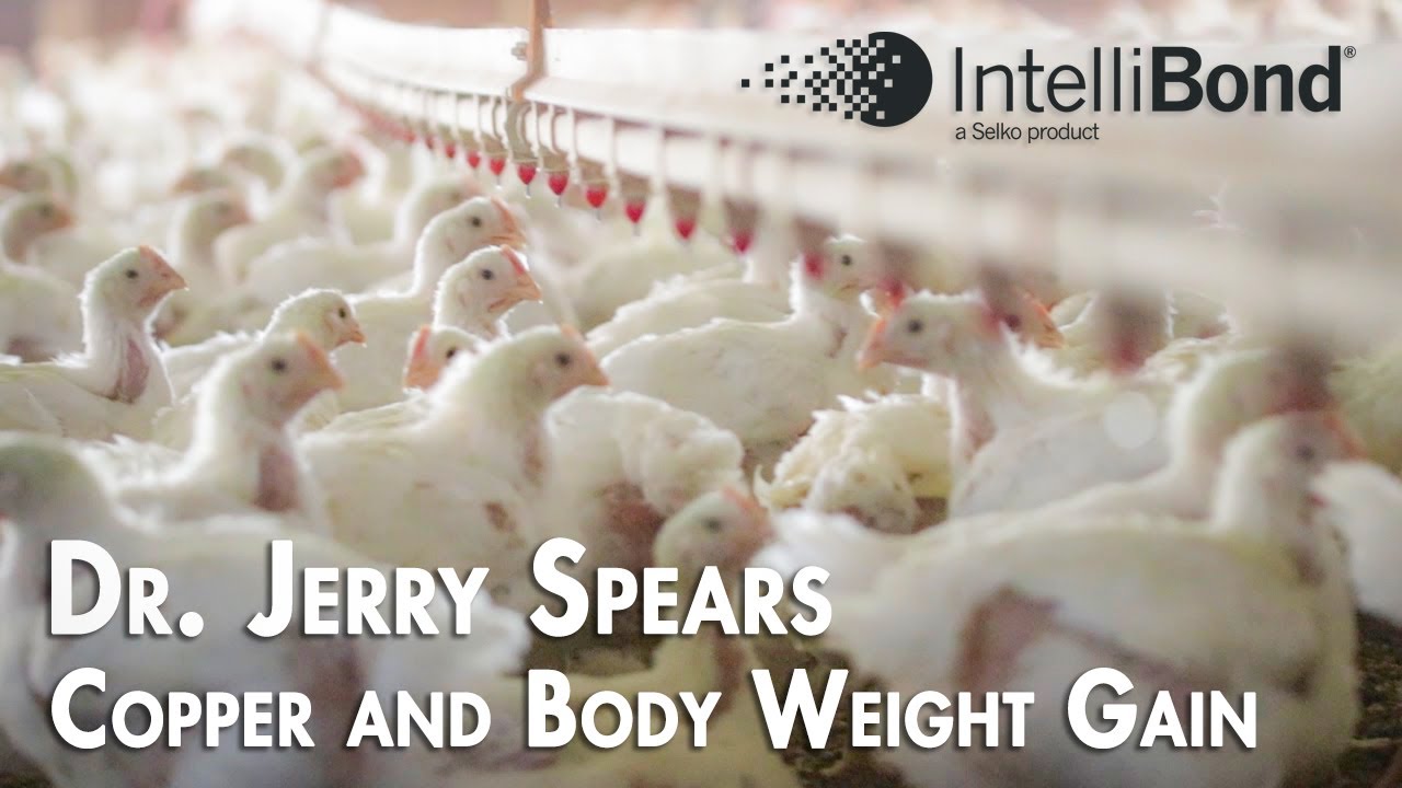 Copper and Body Weight Gain in Broilers