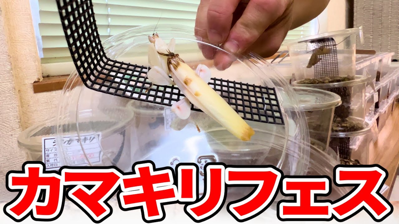 昆虫ショップのカマキリコーナーに誘惑された結果