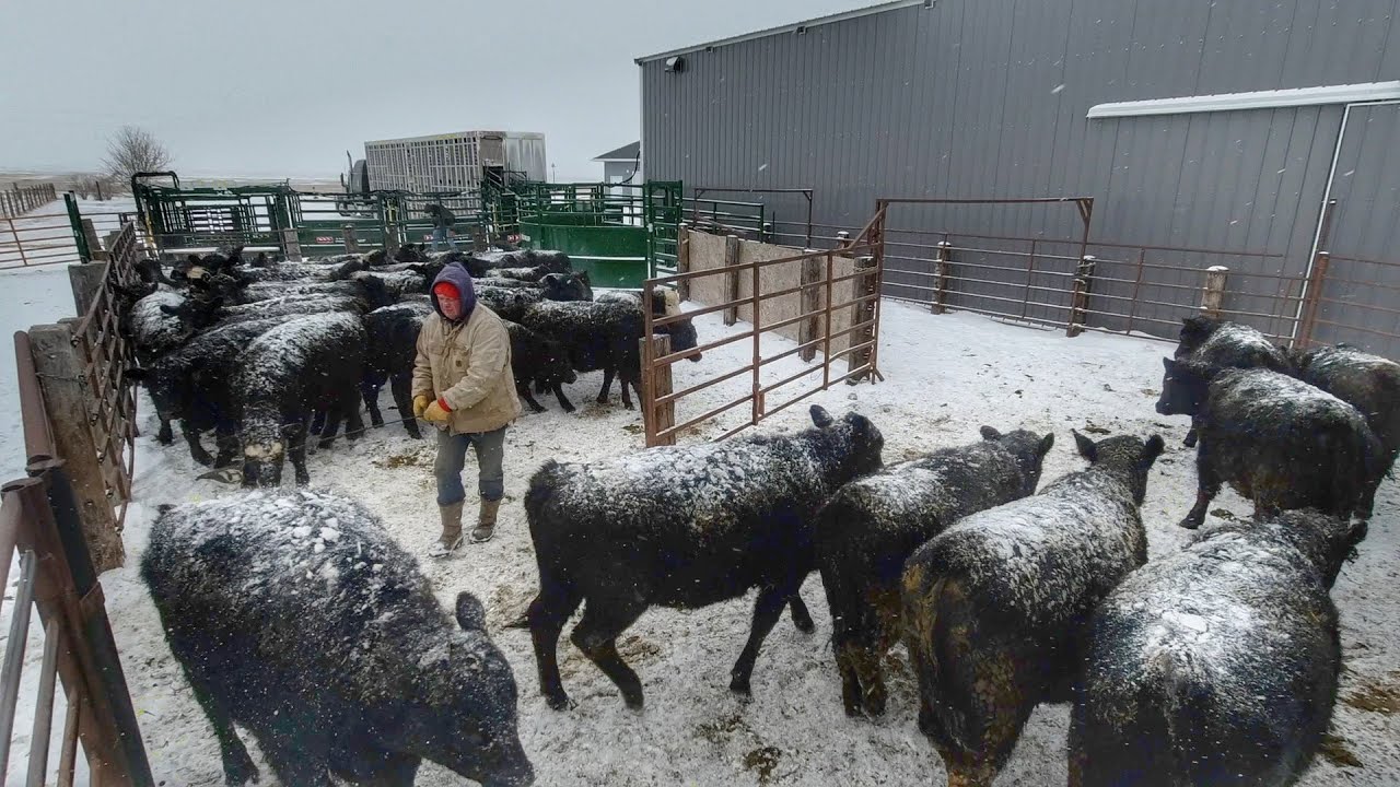 Selling 300 Calves! Wild Day!