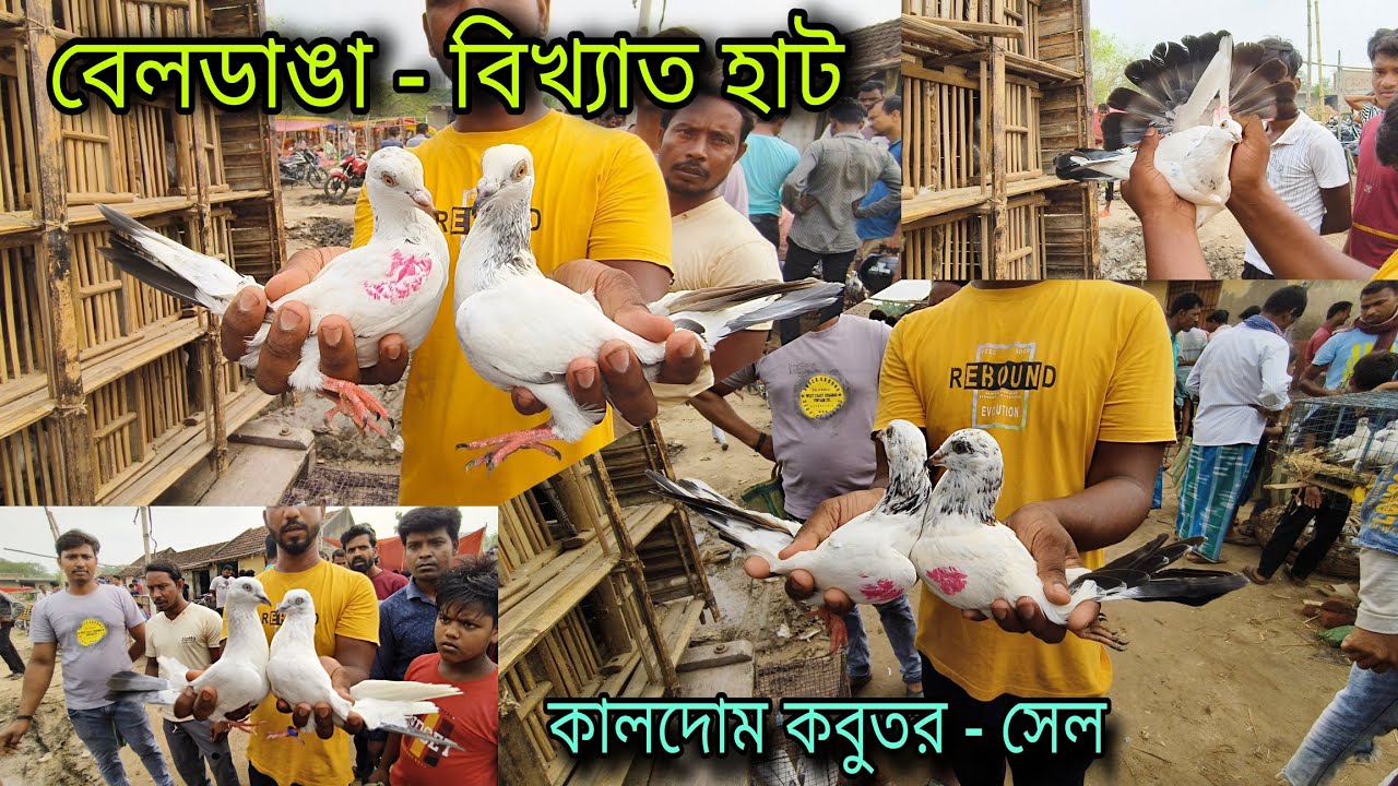কালদোমা, গিরিবাজ কবুতর 😯 Beldanga Hat Murshidabad | Beldanga Pigeon Market 🔥| বেলডাঙা কবুতরের হাট 🕊