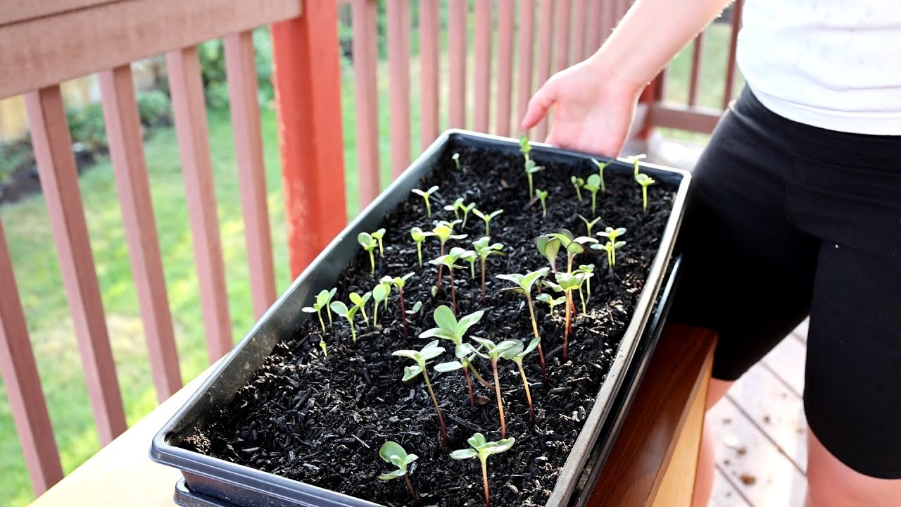 How To Grow Biennial Flowers