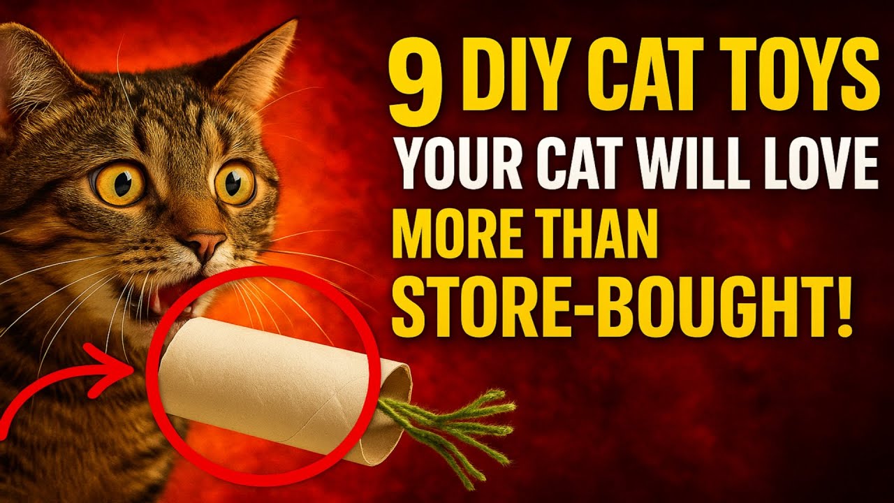 9 DIY Cat Toys Your Cat Will Love More Than Store-Bought!