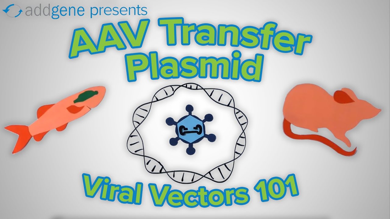 AAV Transfer Plasmids - Viral Vectors 101