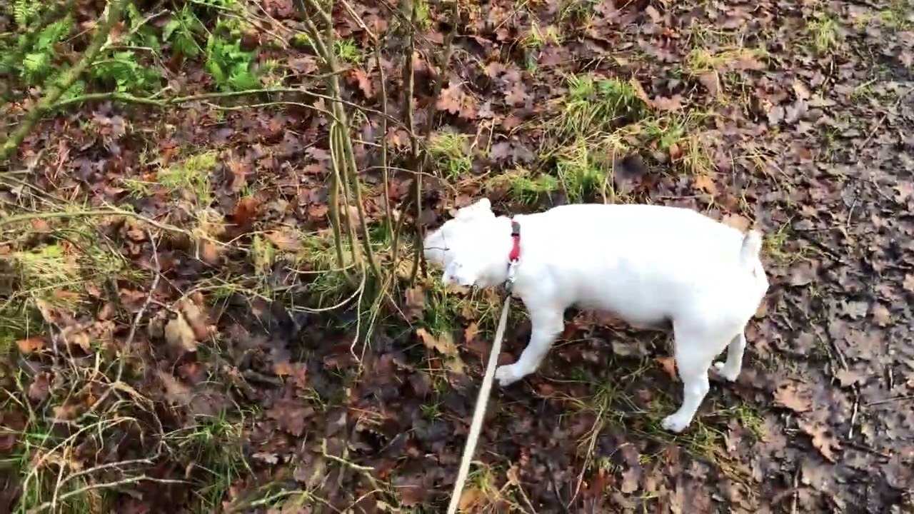 Muddy walk to missing duckboards 