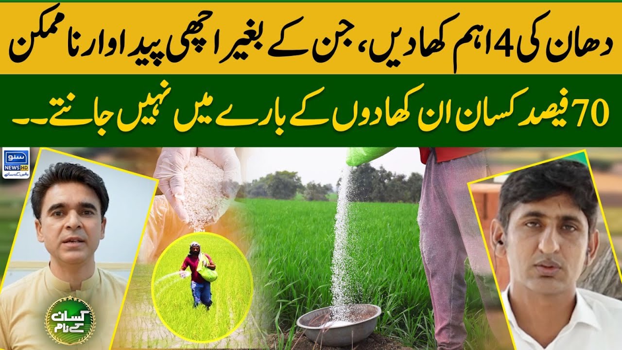 Fertilizer requirements of rice crop | Best fertilizer for rice production | Kissan Kay Naam EP 23