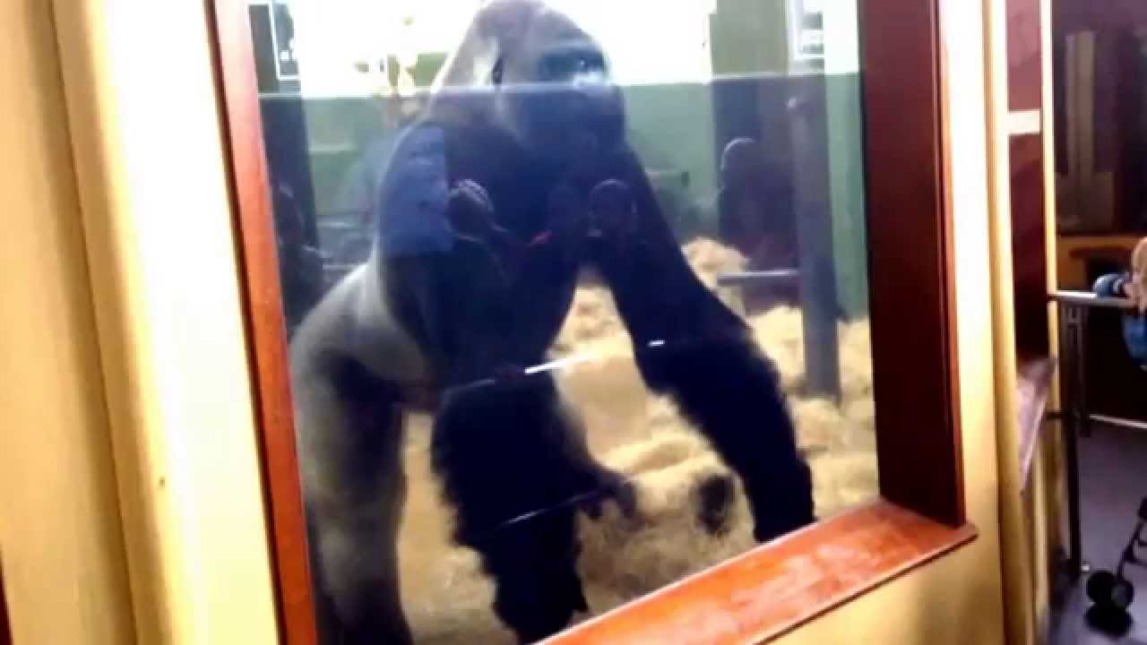 Bokito the Gorilla at Rotterdam Zoo
