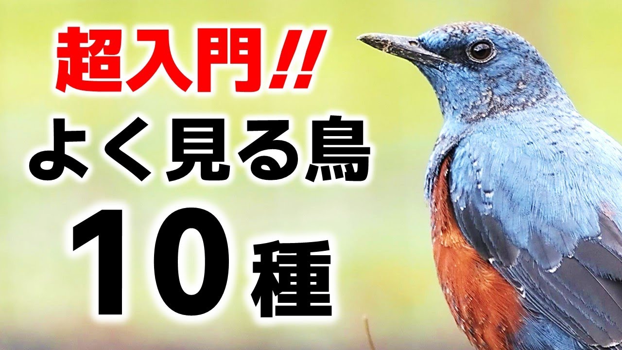 超入門！街でよく見る鳥10種【解説】